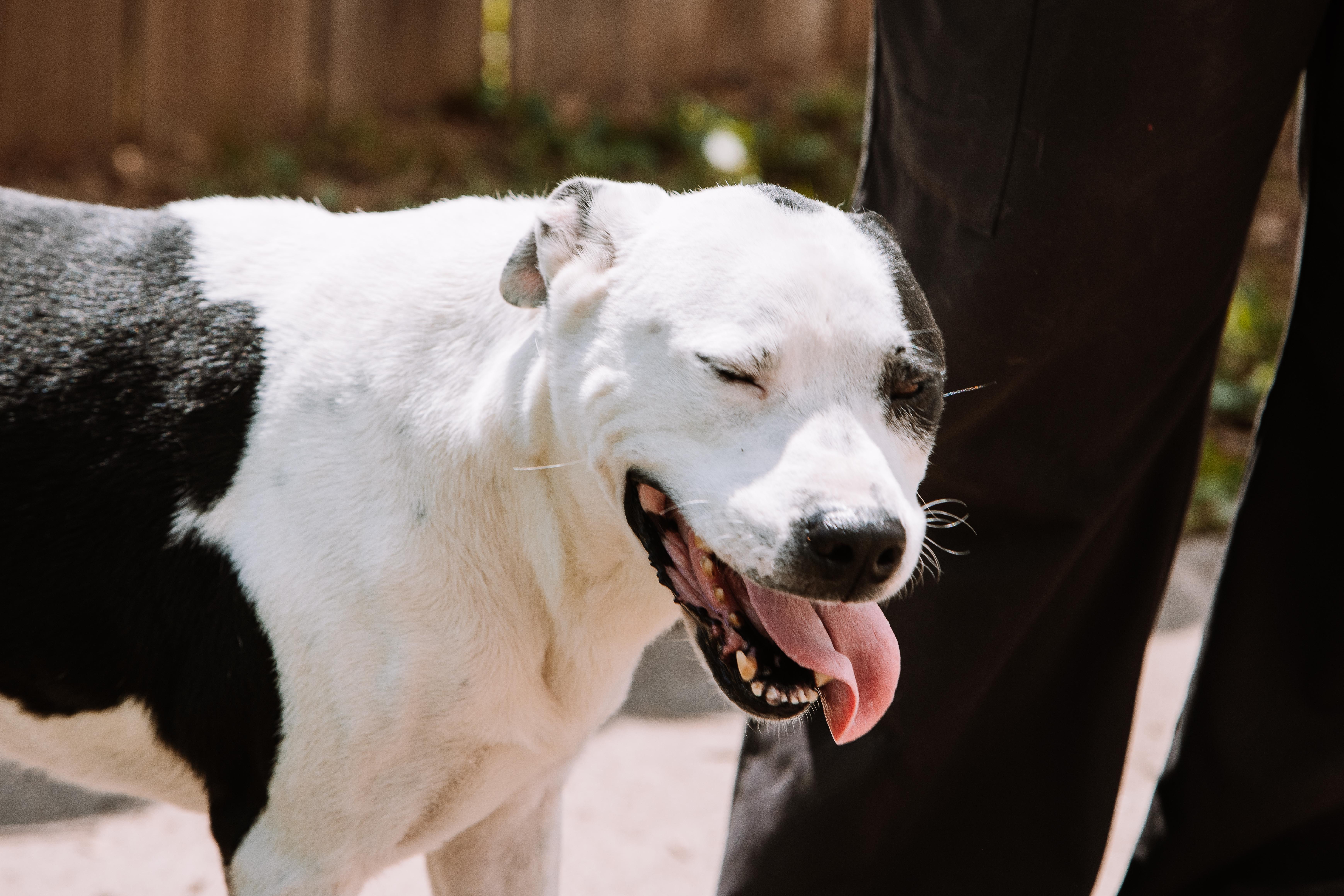 An adult medium-sized male White / Cream American Staffordshire Terrier dog named Bob Granite for adoption in Tomball, TX