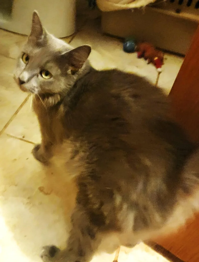 A young small-sized female Blue Cream Russian Blue cat named Russia for adoption in fort worth, TX