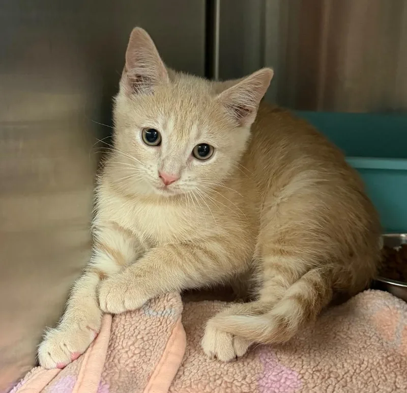 A baby small-sized male Domestic Short Hair cat named Clav for adoption in Ocala, FL