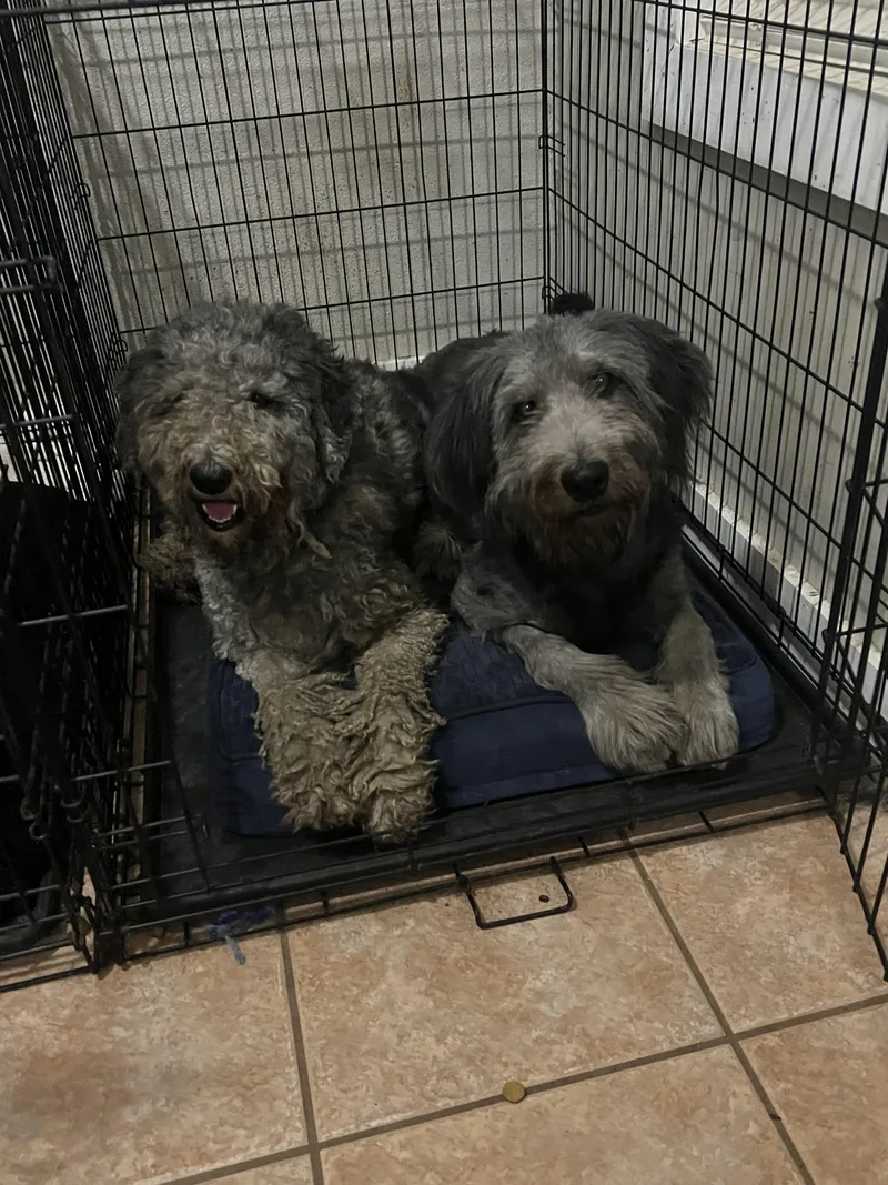 A young medium-sized female Labradoodle dog named Thelma & Louise for adoption in Mobile , AL
