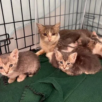 An adult medium-sized female Brown / Chocolate Domestic Short Hair cat named Avocado for adoption in Austin, TX