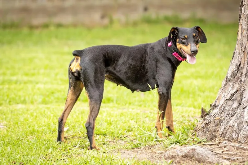 An adult medium-sized female Doberman Pinscher dog named Carmilla for adoption in Pearland, TX