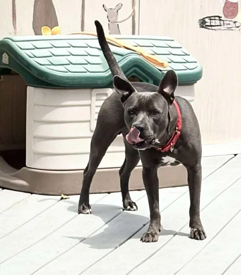 Jack Jack thumbnail 2