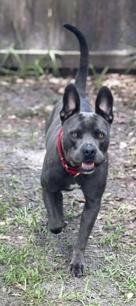 Jack Jack thumbnail 3