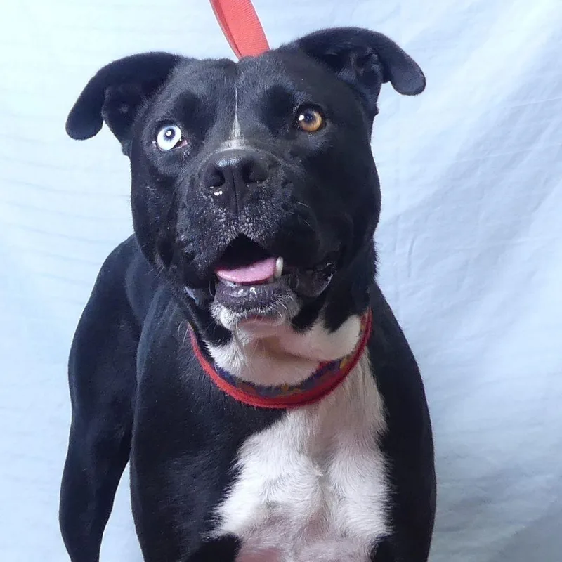 An adult medium-sized female Black Pit Bull Terrier dog named Aggie for adoption in Ukiah, CA