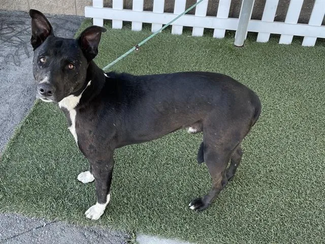 An adult large-sized male Border Collie dog named Gus for adoption in Modesto, CA