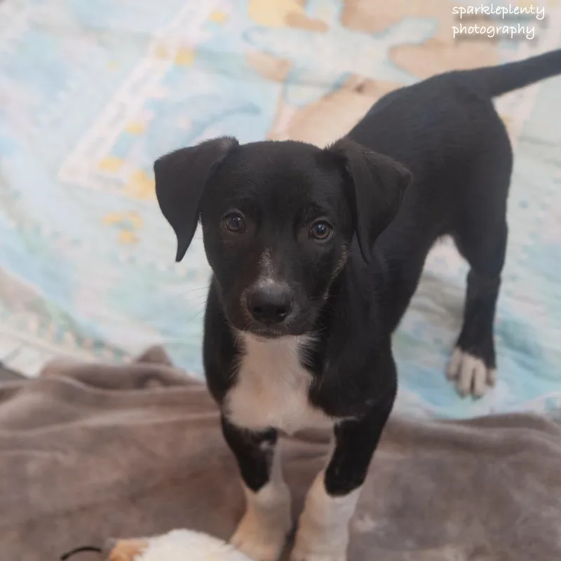 A baby medium-sized male Black Mixed Breed dog named Yoda for adoption in Ridgefield, CT