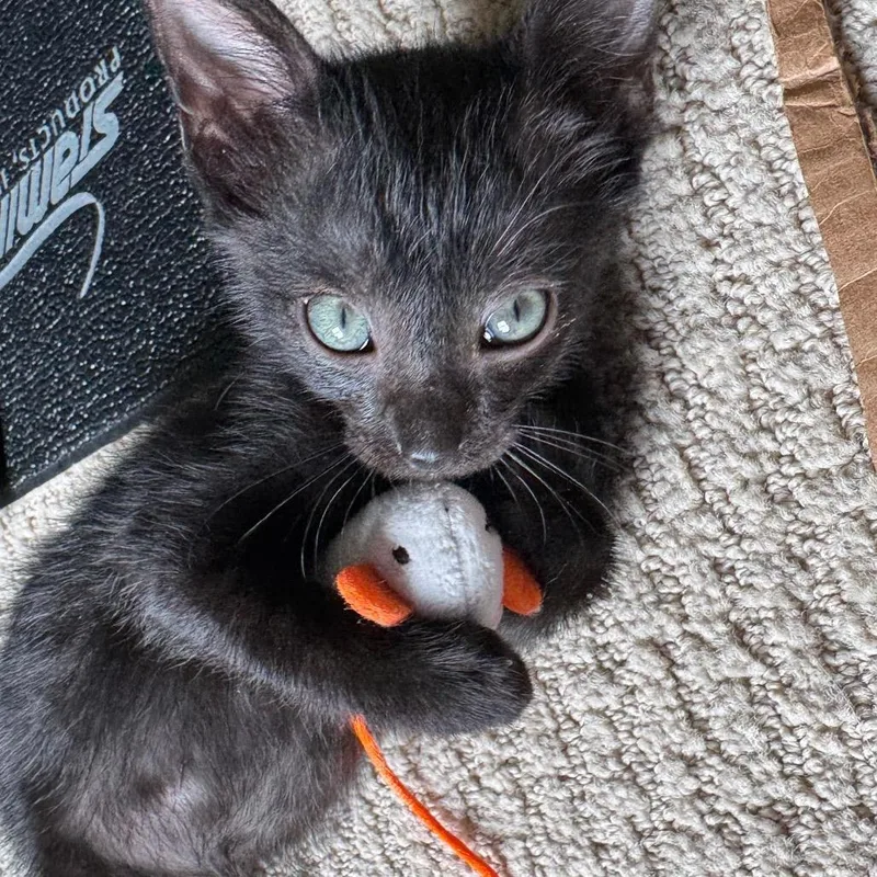 A baby small-sized male Black Domestic Short Hair cat named Demetrius for adoption in Franklin, TN