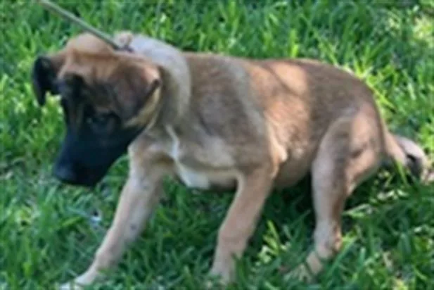 A baby medium-sized female Mixed Breed dog named Joe Dog for adoption in Dallas, TX