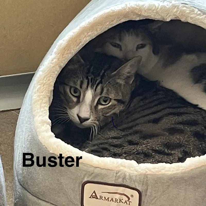 Buster thumbnail 2