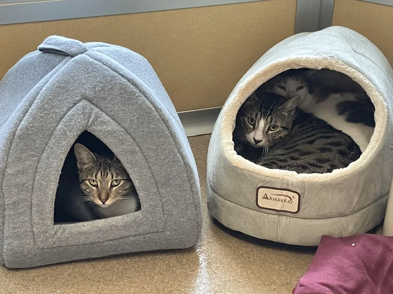 A young medium-sized male Tabby (Buff / Tan / Fawn) Domestic Short Hair cat named Buster for adoption in Eatontown, NJ