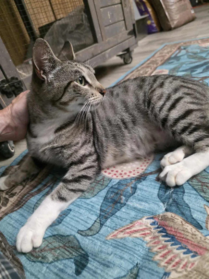 Tawnie thumbnail 3