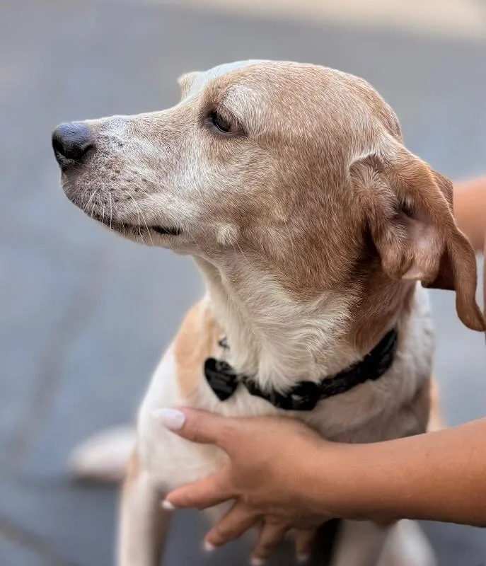 An adult medium-sized male Brown / Chocolate Terrier dog named Drako for adoption in Van Nuys, CA