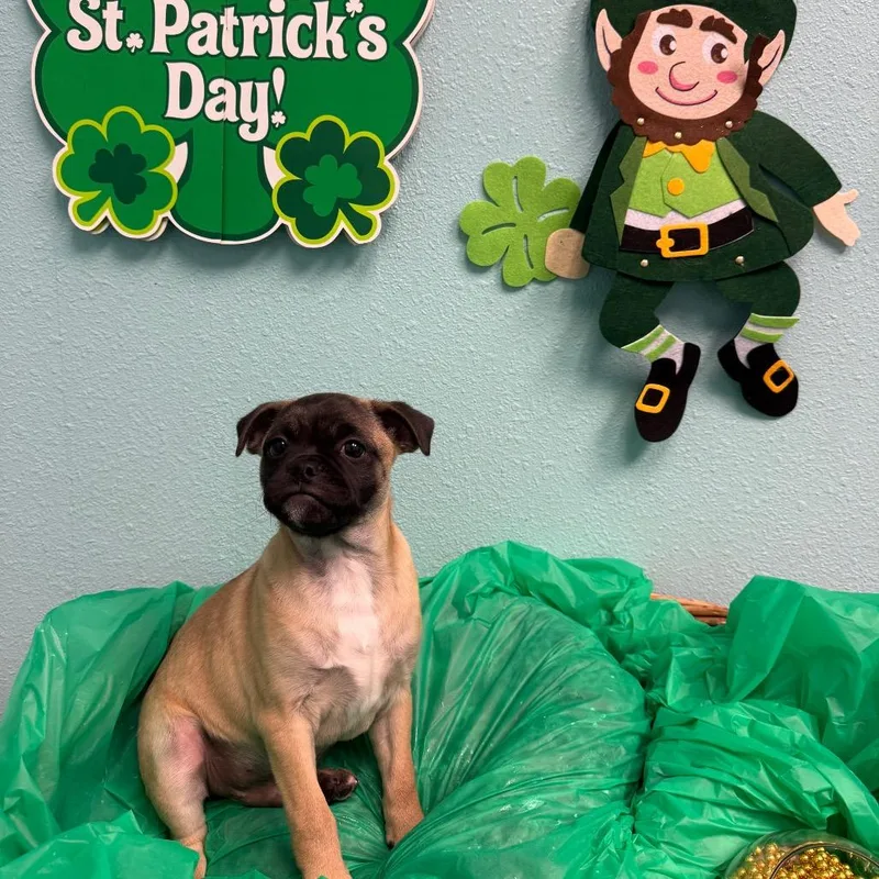 Theodore thumbnail 2