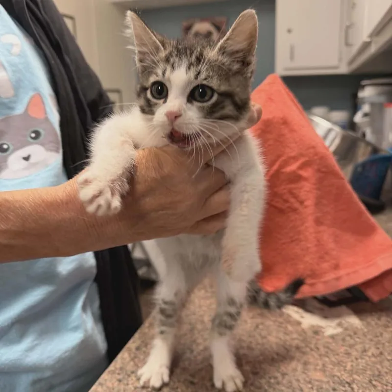 A baby small-sized male White Domestic Short Hair cat named Nathan For You for adoption in Austin, TX