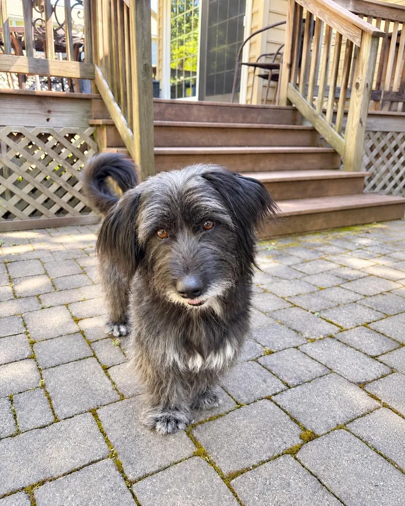 An adult medium-sized female Terrier dog named Tulip for adoption in Bellingham, WA