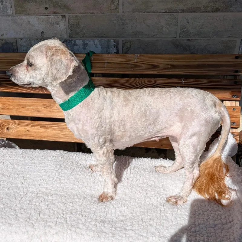 An adult small-sized female White / Cream Maltese dog named Duchess for adoption in Chico, CA