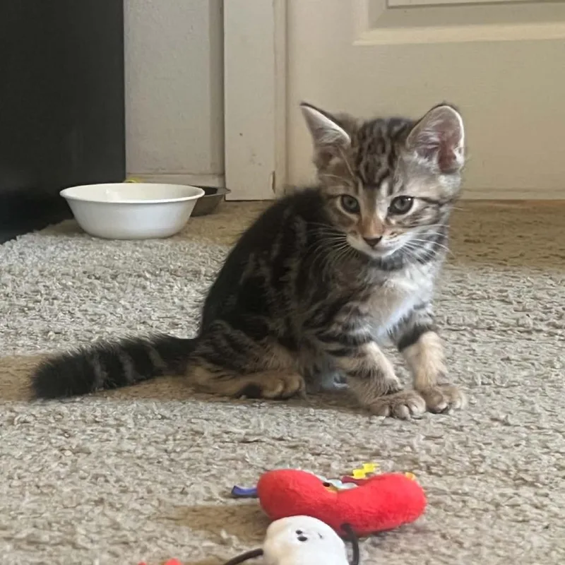 A baby small-sized male Black Domestic Short Hair cat named Rutabaga for adoption in Incline Village, NV