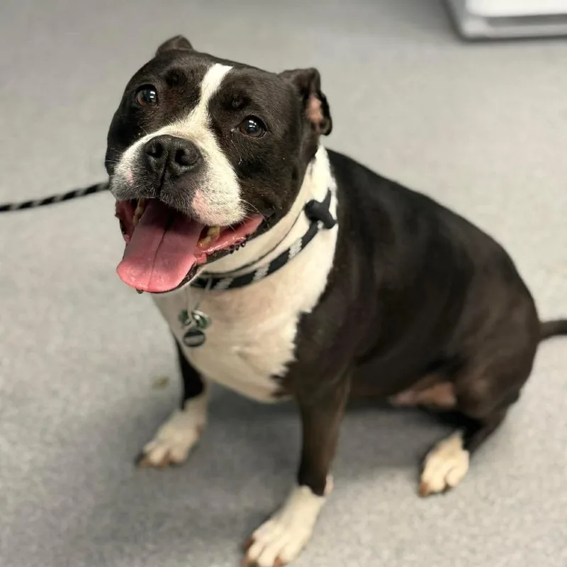 An adult medium-sized female Black Pit Bull Terrier dog named Hannah Banana for adoption in Martinsville, VA