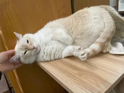 An adult medium-sized female Siamese cat named Elsa for adoption in San Francisco, CA