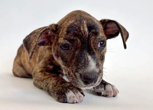 A baby small-sized male Terrier dog named Chocolate for adoption in Saint Louis, MO