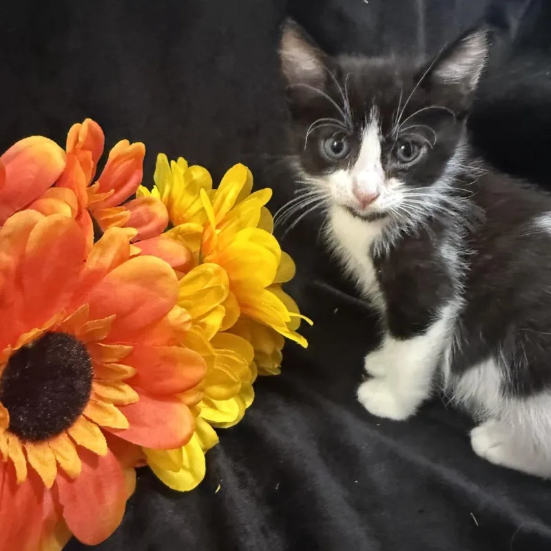 A baby small-sized male Black Domestic Short Hair cat named Zuko for adoption in Brea, CA