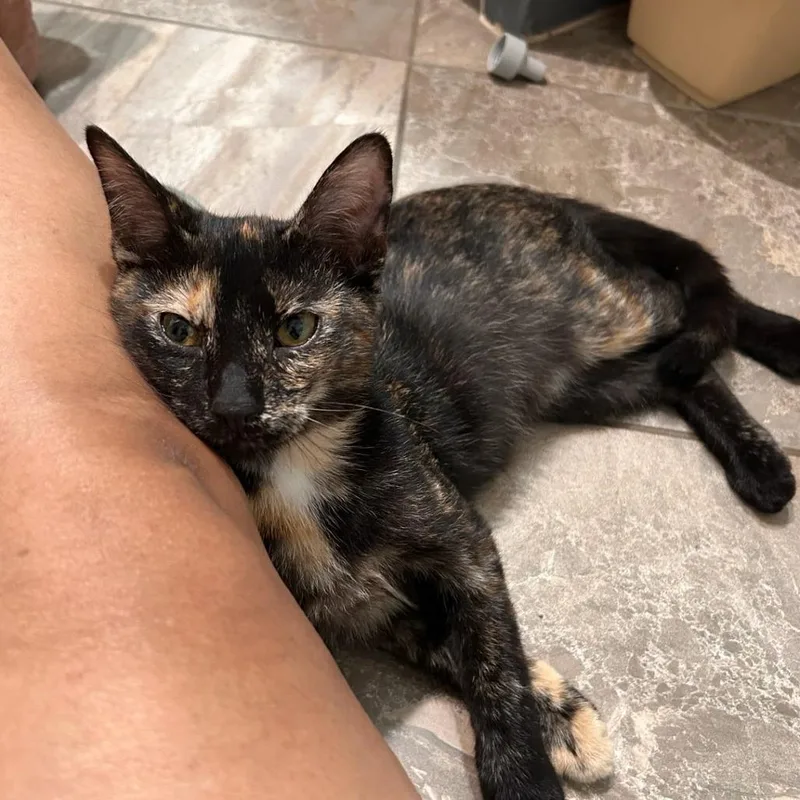 A young medium-sized female Tortoiseshell Domestic Short Hair cat named Tortellini for adoption in Houston, TX