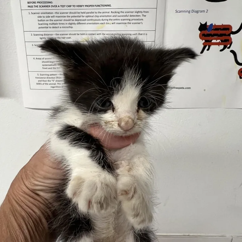 A baby small-sized female Domestic Short Hair cat named Concedimi for adoption in St. Louis, MO