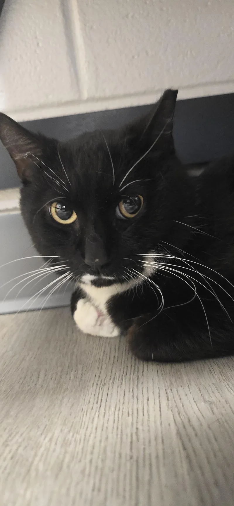 An adult medium-sized male Black & White / Tuxedo Domestic Short Hair cat named Michael for adoption in Orange, VA