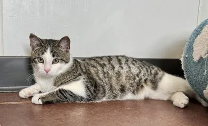 A young medium-sized male Domestic Short Hair cat named Parke for adoption in Aberdeen, SD