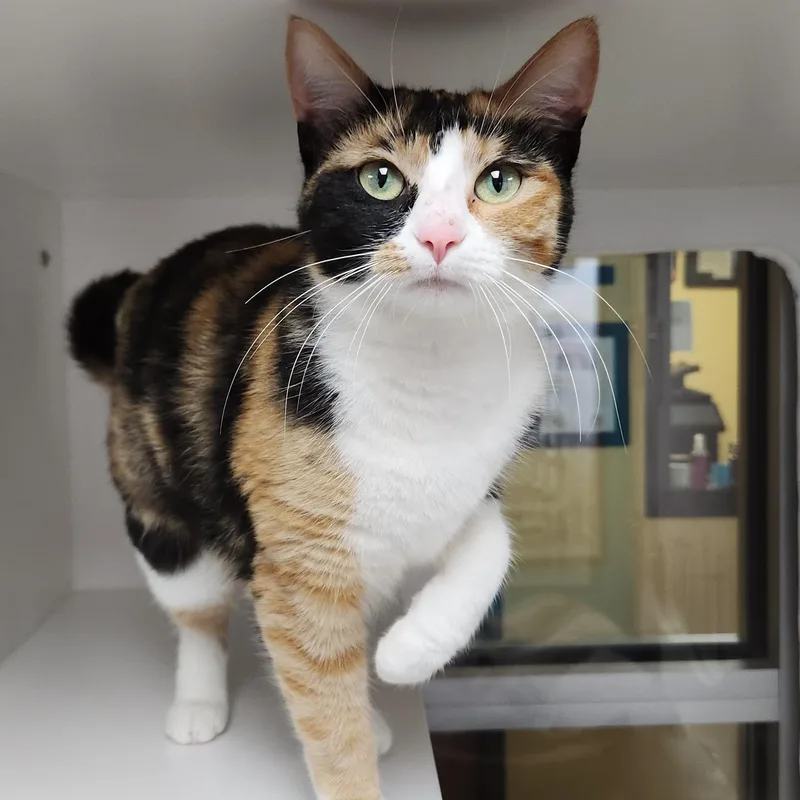 A young medium-sized female Calico cat named Carmelita for adoption in Marshfield, WI