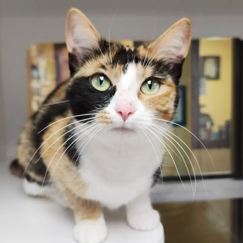 Carmelita thumbnail 2