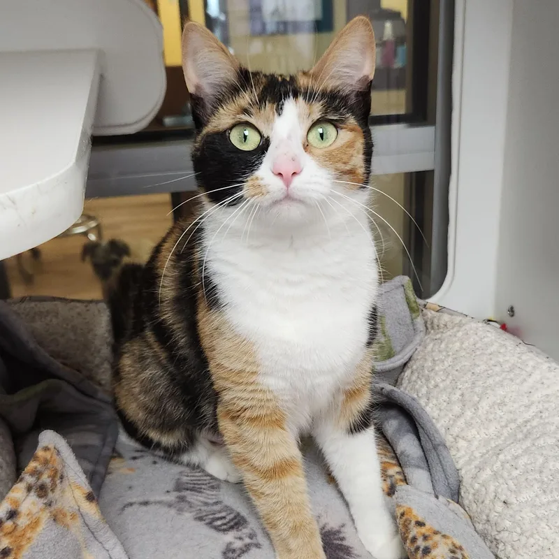 Carmelita thumbnail 4