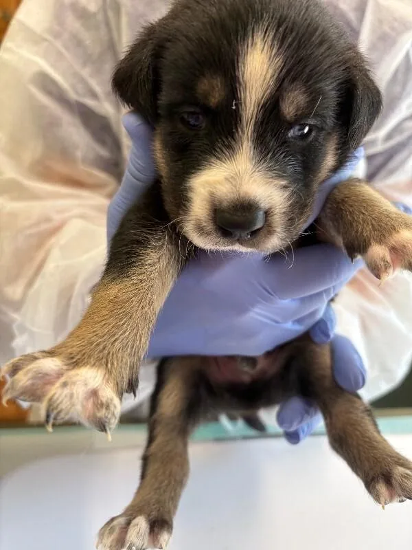 A young medium-sized male Tricolor (Brown, Black, & White) Mixed Breed dog named Baru for adoption in Warren, PA