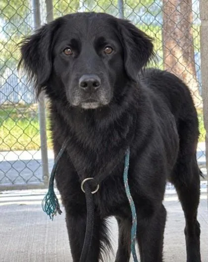 An adult medium-sized male English Cocker Spaniel dog named Price for adoption in Savannah, GA