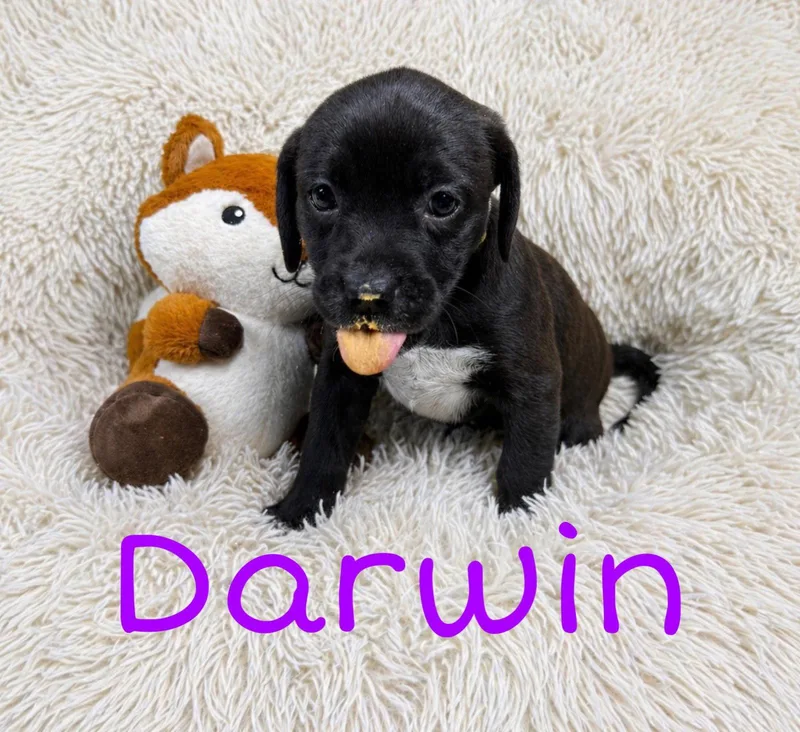 Darwin
