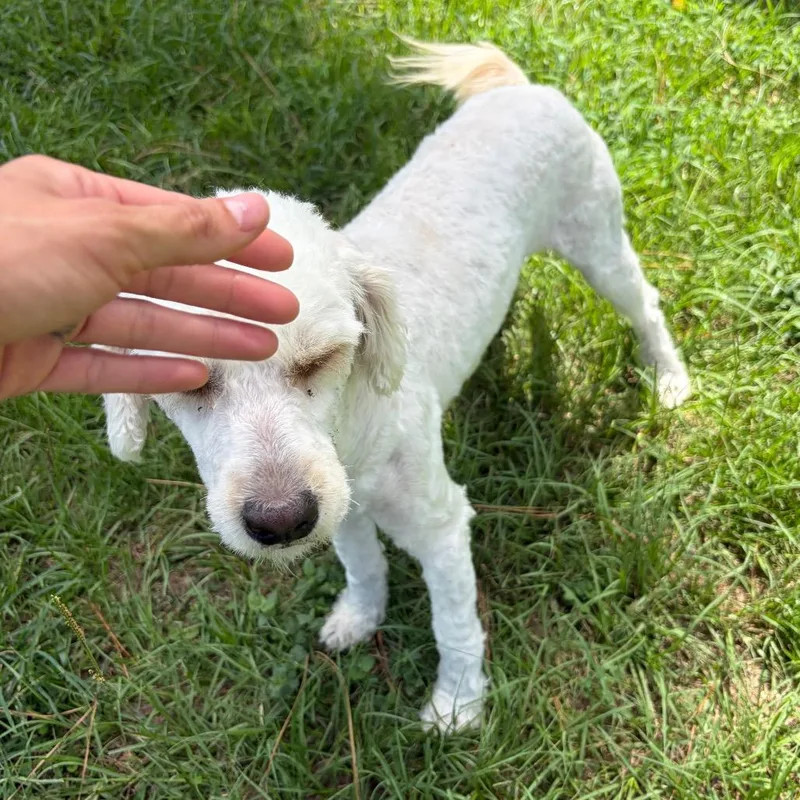An adult small-sized male White / Cream Miniature Poodle dog named Cloud Sterling for adoption in Houston, TX
