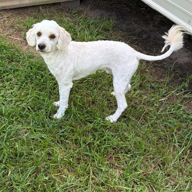 Cloud Sterling thumbnail 3