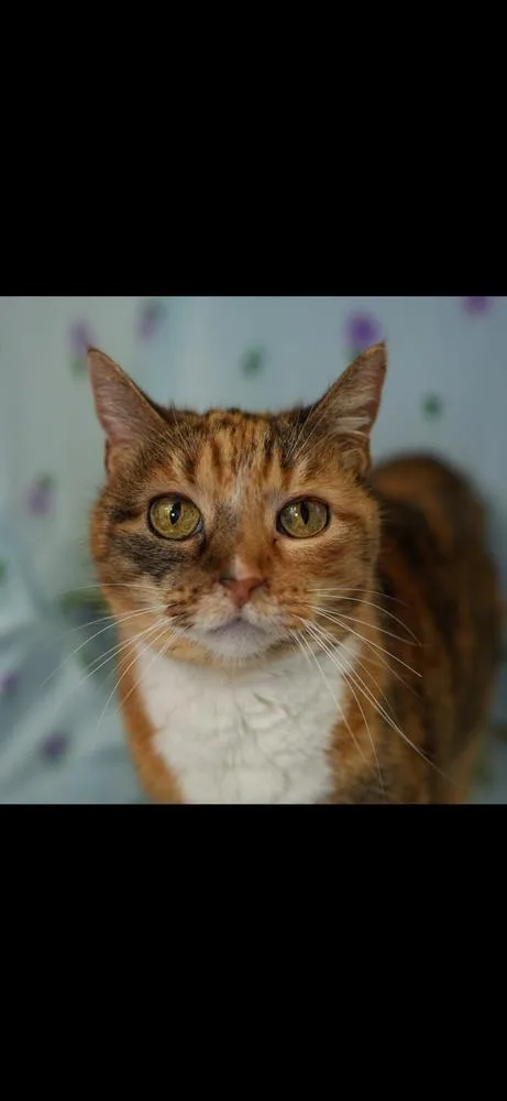 A senior small-sized female Tabby (Brown / Chocolate) Domestic Short Hair cat named Jury for adoption in Wheaton, IL