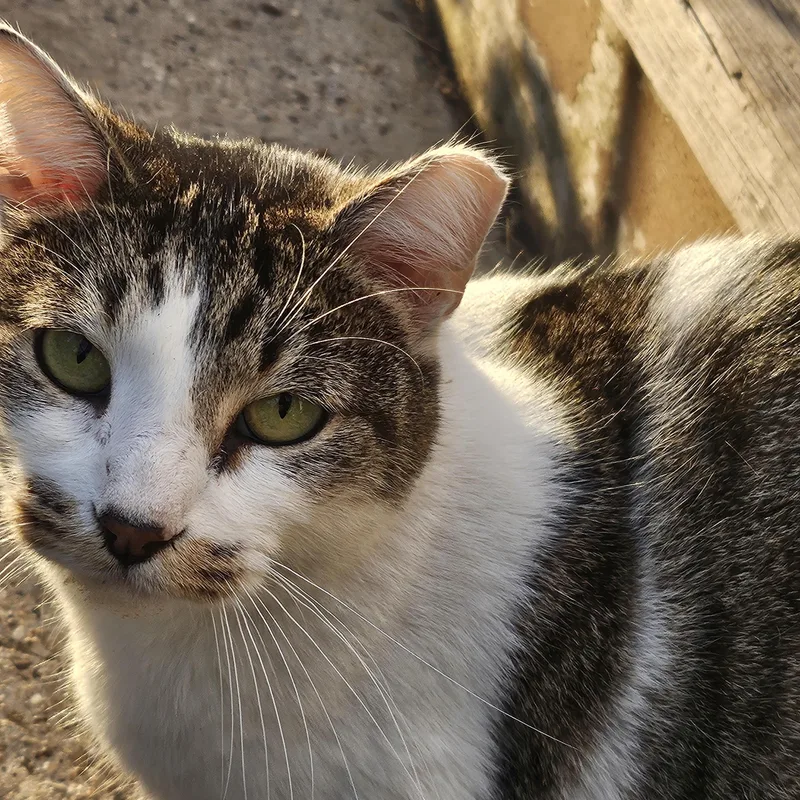 An adult medium-sized male Buff & White Domestic Short Hair cat named Hit for adoption in CHICAGO, IL