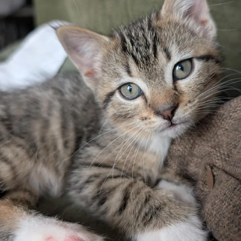 A baby small-sized female Brown / Chocolate Domestic Short Hair cat named Bridgette for adoption in Lexington, KY