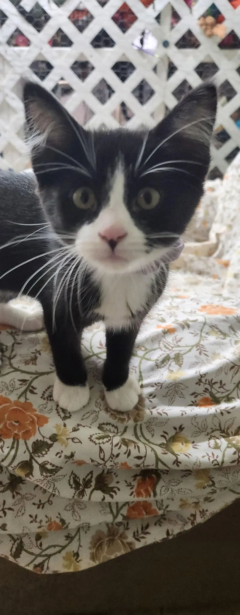 A baby small-sized female Domestic Short Hair cat named Tortilla for adoption in Stover, MO