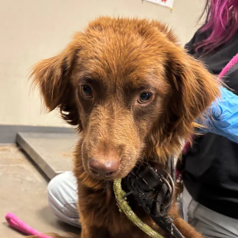 A baby small-sized male Brown / Chocolate Labrador Retriever dog named Ash for adoption in Yuma, AZ