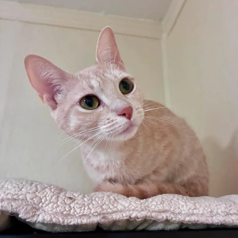 An adult medium-sized female Buff / Tan / Fawn Domestic Short Hair cat named Maple for adoption in Richland, MI