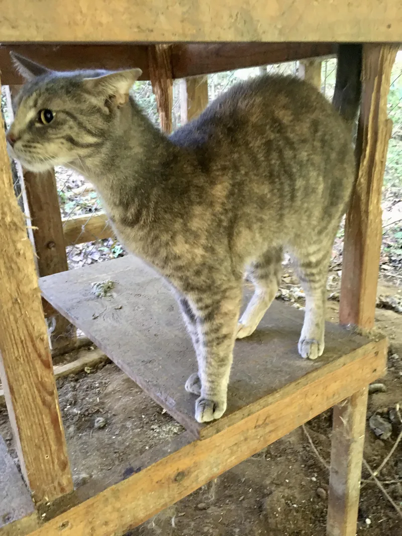 An adult medium-sized female Dilute Tortoiseshell Domestic Short Hair cat named Antonia for adoption in Stuart, VA