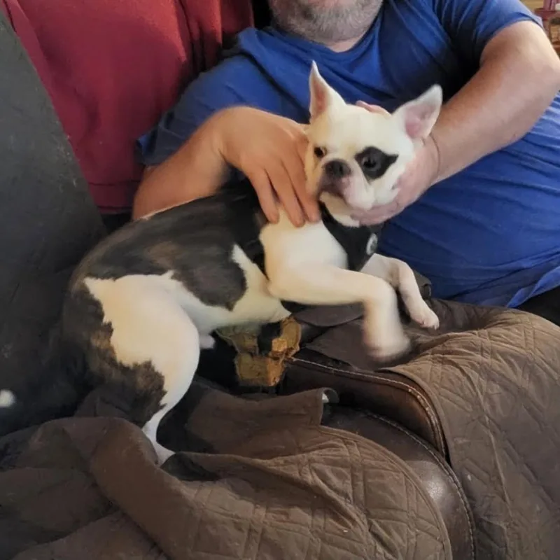 An adult small-sized male Black French Bulldog dog named Roscoe for adoption in Alexandria, VA