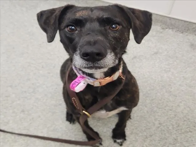 An adult large-sized female Plott Hound dog named Olive for adoption in Loveland, CO