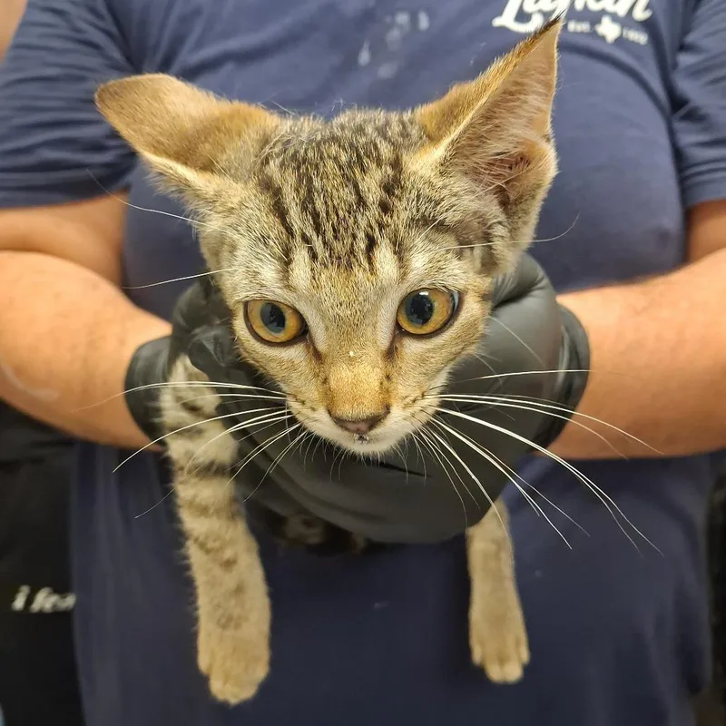 A baby small-sized female Gray / Blue / Silver Domestic Short Hair cat named Foxy for adoption in Lufkin, TX