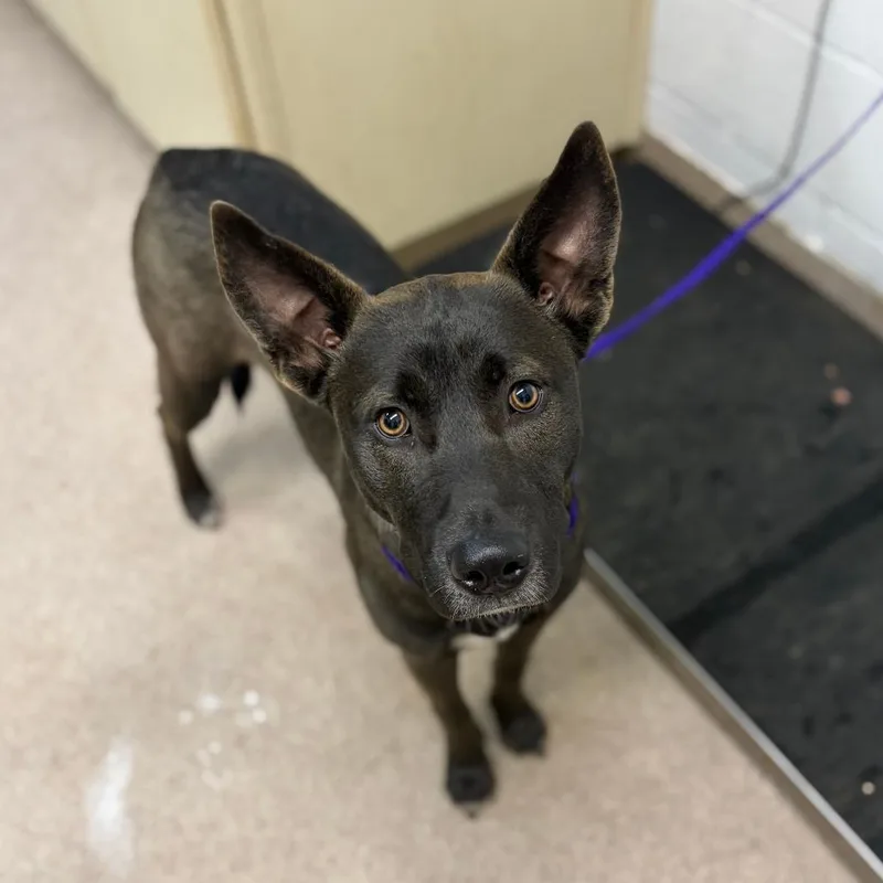 A young medium-sized male Black Mixed Breed dog named Bandit for adoption in Ardmore, OK