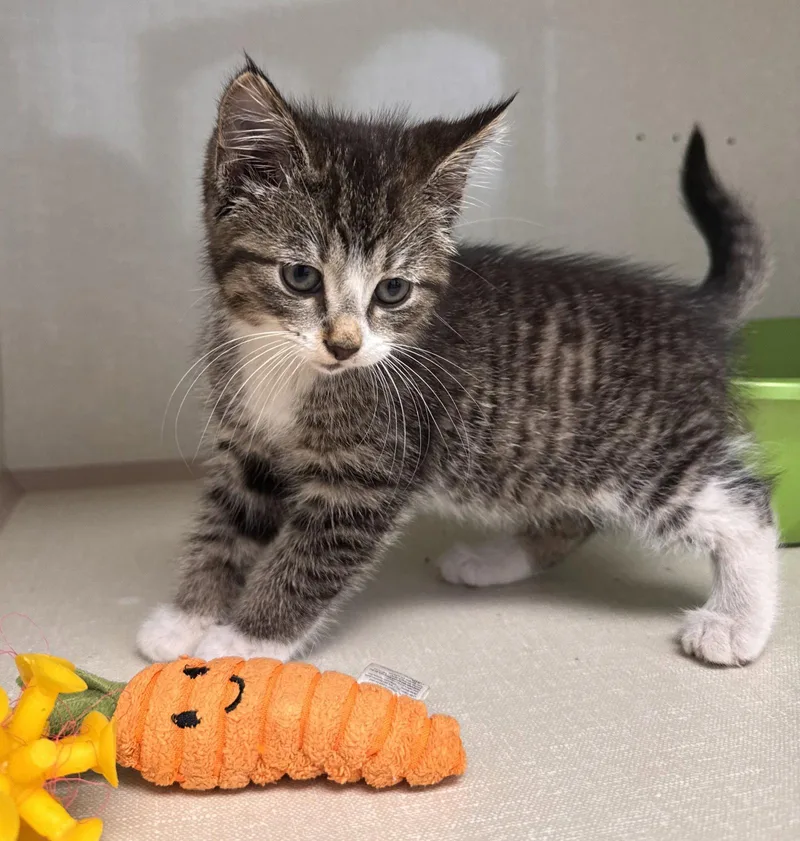 A baby medium-sized female Domestic Medium Hair cat named Cora for adoption in Montello, WI